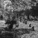 Archaea for the Evergreens