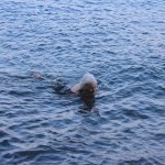 Simone Forti by Roberto Borri