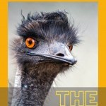 an emu with orange eyes against an orange background