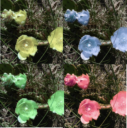 A cactus in yellow, blue, green and red. 