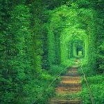 Nolan Park Opera Project