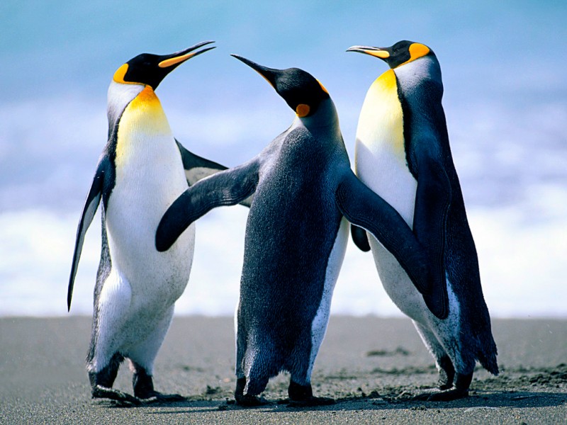 Penguins in display