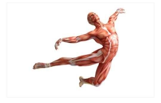 Dancing muscle body