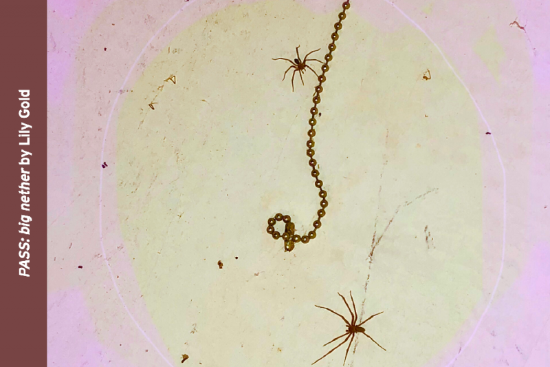 Necklace chain and spiders under a microscope