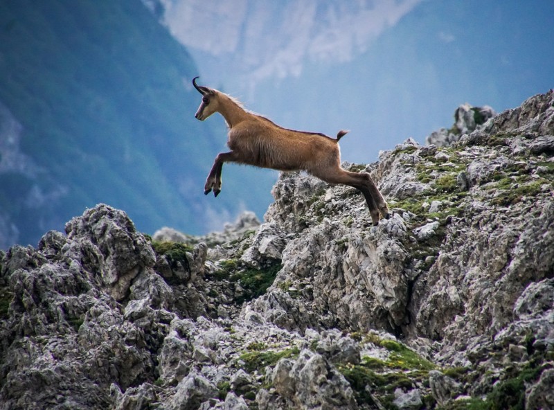 goat-antelope-jumping