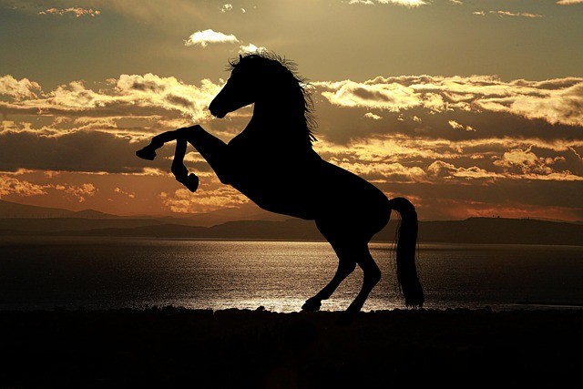 Horse with sunset as background