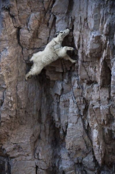  a mountain goat scaling a cliff