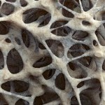 Close up of bone material