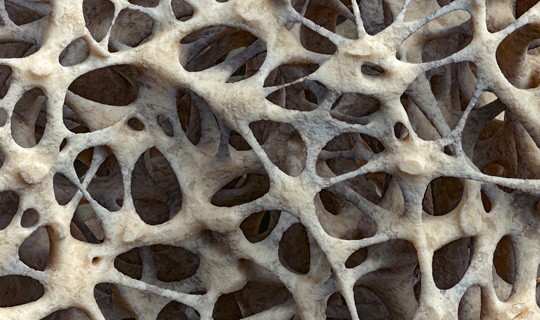 Close up of bone material