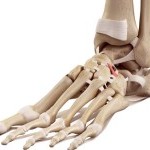 Bones and ligaments of foot