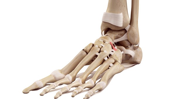 Bones and ligaments of foot