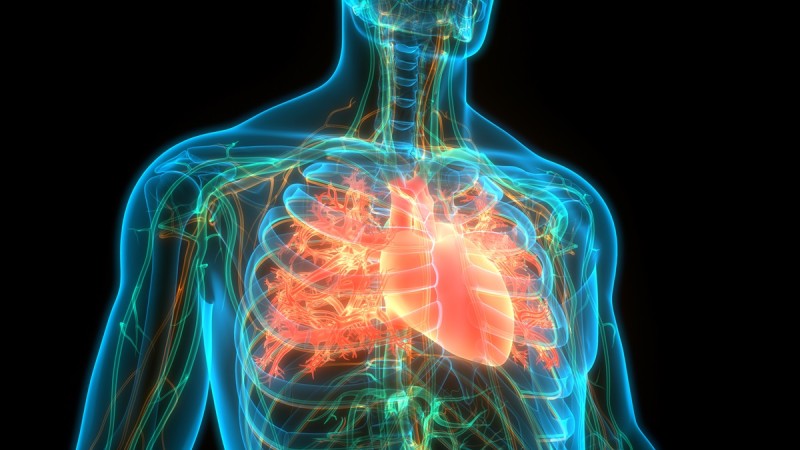 Heart and lungs realistic graphic