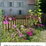 A house surrounded by pink flowers shines in the sunlight