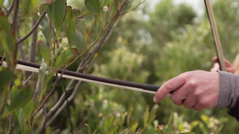 Close up on hands using a musical bow to lay tree branches