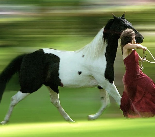 A woman in red dancing alongside a black and white horse