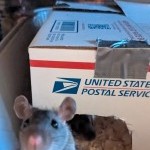 Baby Rat peeking out