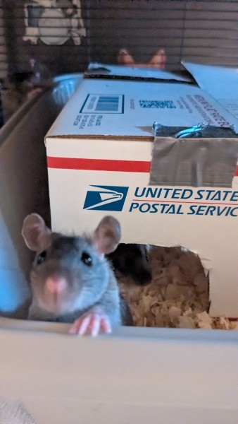 Baby Rat peeking out