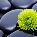 Dancewave's Fall Wellness Fair