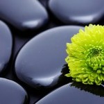 Dancewave's Fall Wellness Fair