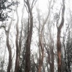 Skinner Releasing Technique™ with Karl Anderson